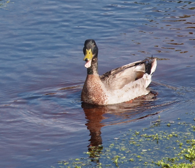 [Mallard in the water is swimming toward the camera while quacking (mouth open). The neck is speckled brown and grey.]
